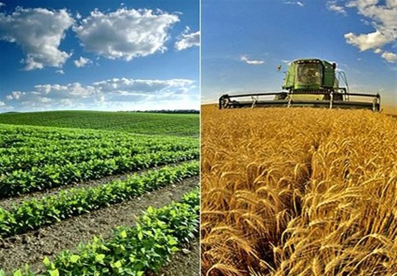 صالحی جوزانی: ارقام اصلاح‌شده غلات، مظلوم واقع شده‌اند