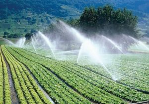 معرفی ۴۳ رقم غلات مقاوم به خشکی و شوری