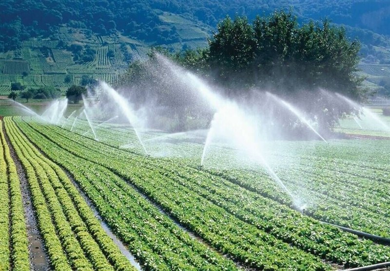 معرفی ۴۳ رقم غلات مقاوم به خشکی و شوری