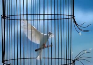 رهایی ۱۲ زندانی محکوم به قصاص از  ندامتگاه مرکزی کرج